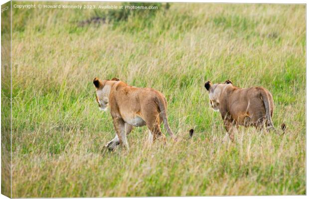 Lionesses setting out on a hunt in Masai Mara Canvas Print by Howard Kennedy