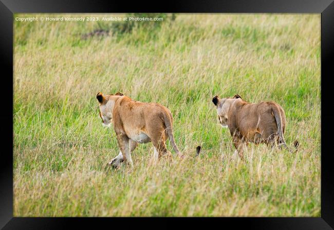 Lionesses setting out on a hunt in Masai Mara Framed Print by Howard Kennedy