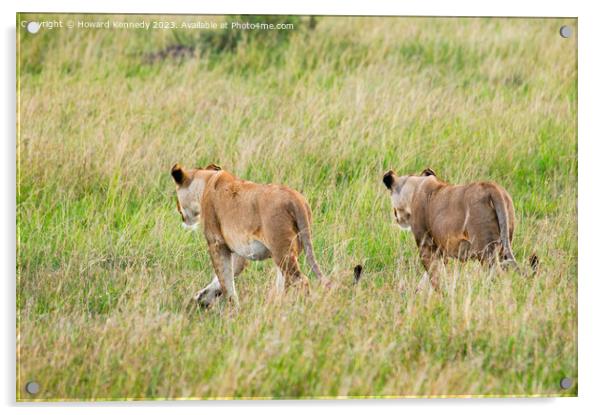 Lionesses setting out on a hunt in Masai Mara Acrylic by Howard Kennedy