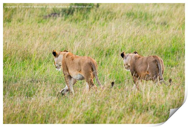 Lionesses setting out on a hunt in Masai Mara Print by Howard Kennedy