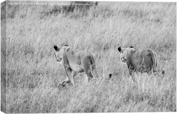 Lionesses setting out on a hunt in black and white Canvas Print by Howard Kennedy