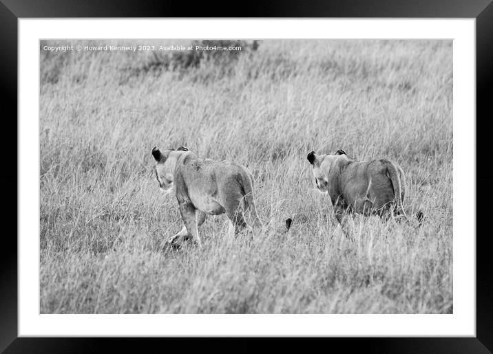 Lionesses setting out on a hunt in black and white Framed Mounted Print by Howard Kennedy
