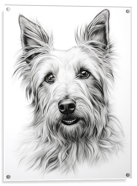 Berger Picard Pencil Drawing Acrylic by K9 Art
