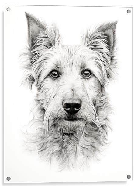 Berger Picard Pencil Drawing Acrylic by K9 Art