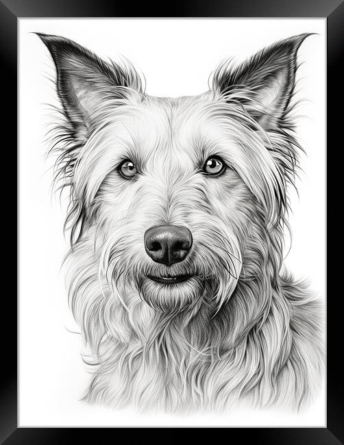 Berger Picard Pencil Drawing Framed Print by K9 Art