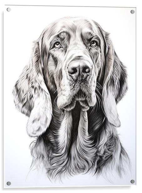 Bloodhound Pencil Drawing Acrylic by K9 Art