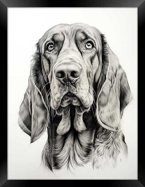 Bloodhound Pencil Drawing Framed Print by K9 Art