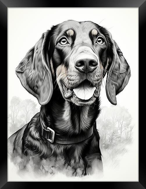 Black And Tan Coonhound Pencil Drawing Framed Print by K9 Art