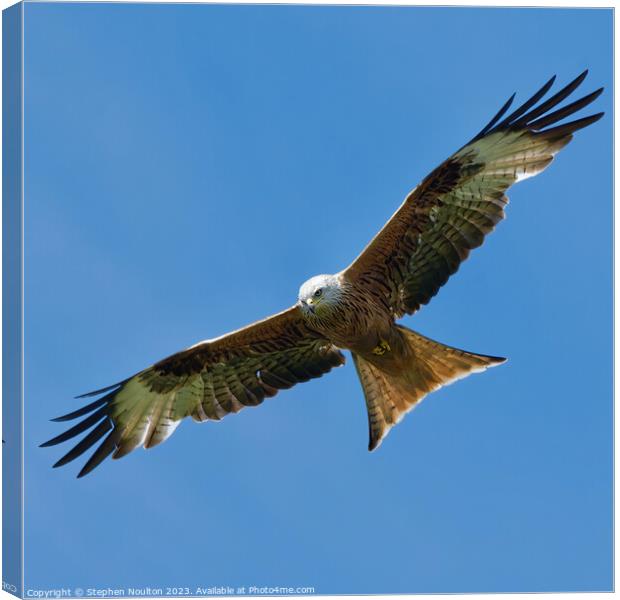 Soaring Red Kite Canvas Print by Stephen Noulton