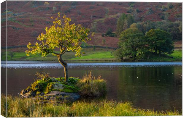 Lone tree Rydal Water Canvas Print by Michael Brookes
