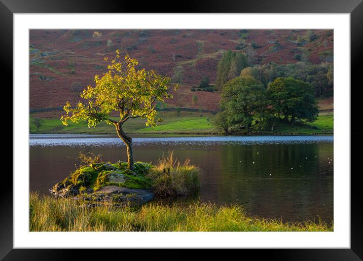 Lone tree Rydal Water Framed Mounted Print by Michael Brookes