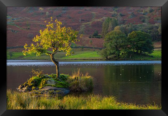 Lone tree Rydal Water Framed Print by Michael Brookes