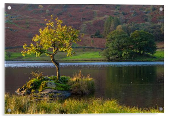 Lone tree Rydal Water Acrylic by Michael Brookes