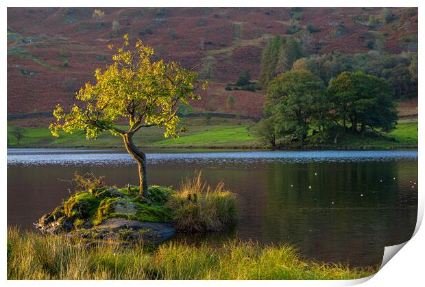 Lone tree Rydal Water Print by Michael Brookes