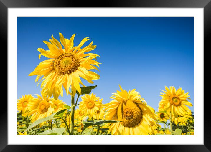 Sunflowers in full bloom Framed Mounted Print by Jason Wells