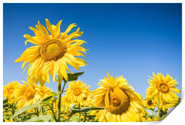 Sunflowers in full bloom Print by Jason Wells
