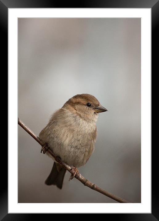 House Sparrow Framed Mounted Print by Celtic Origins