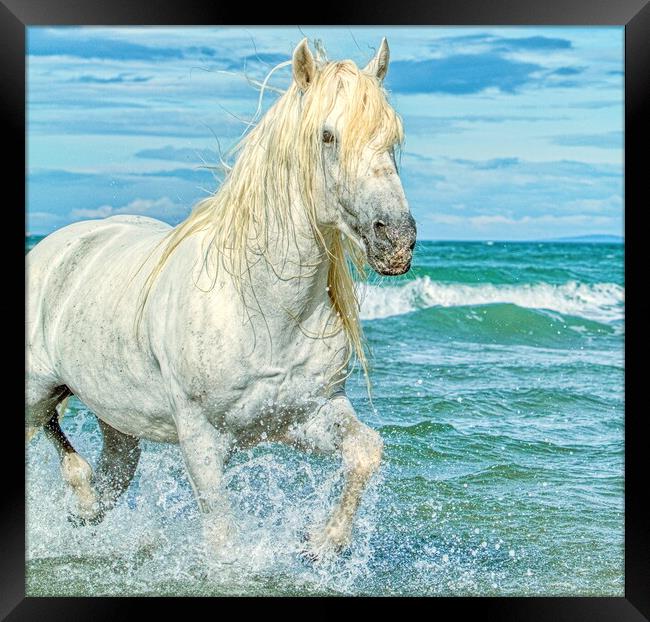 Trotting in the sea Framed Print by Helkoryo Photography