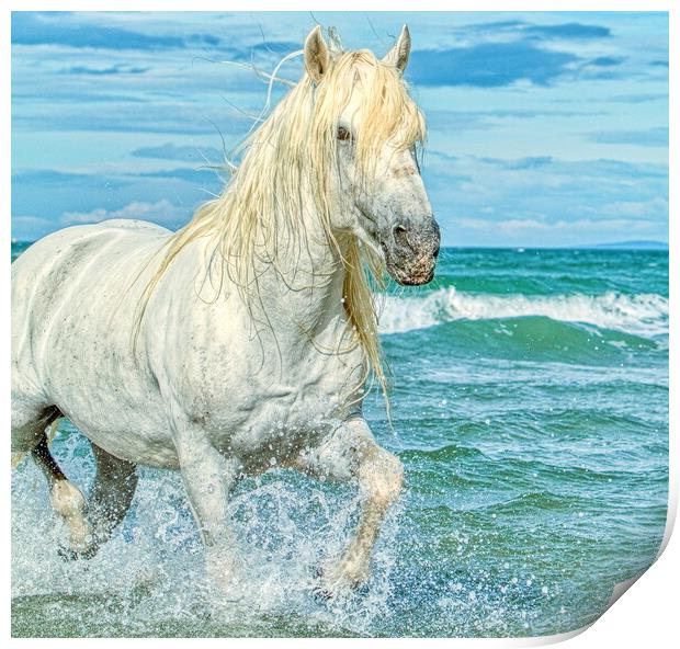 Trotting in the sea Print by Helkoryo Photography