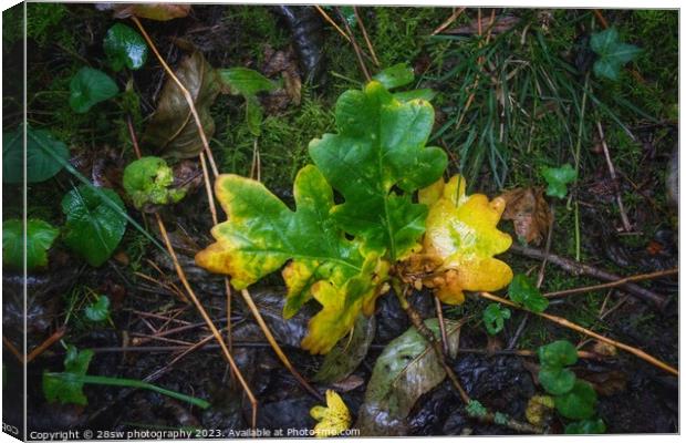 Changes that Fall. Canvas Print by 28sw photography