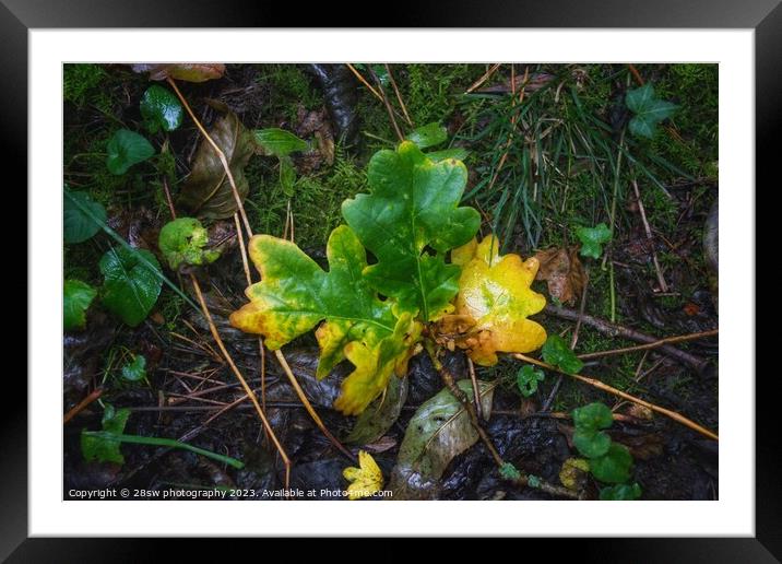 Changes that Fall. Framed Mounted Print by 28sw photography
