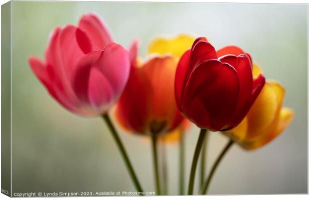 Tulips Canvas Print by Lynda Simpson