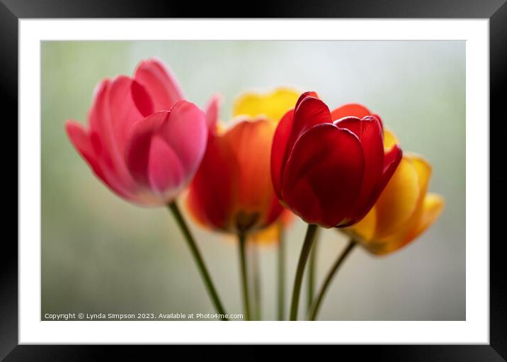 Tulips Framed Mounted Print by Lynda Simpson