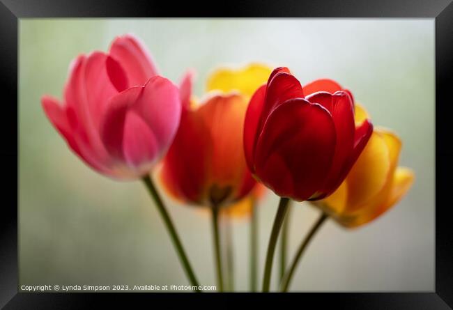Tulips Framed Print by Lynda Simpson