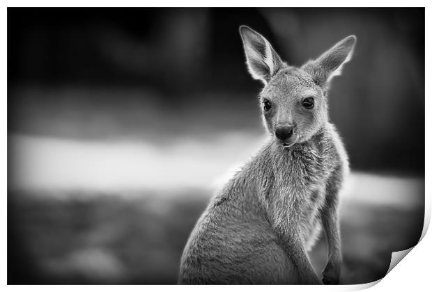 Joey Print by Celtic Origins