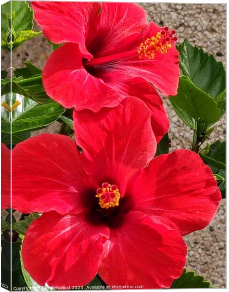 Hibiscus  Canvas Print by Les Schofield
