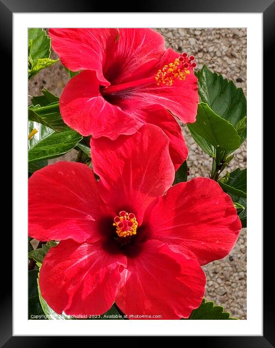 Hibiscus  Framed Mounted Print by Les Schofield