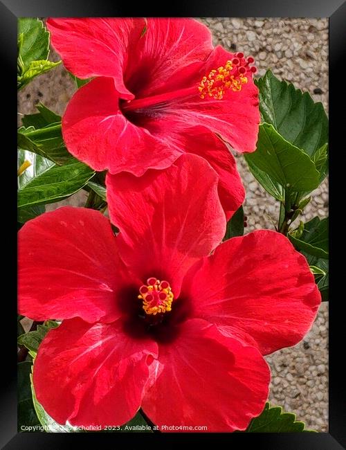Hibiscus  Framed Print by Les Schofield