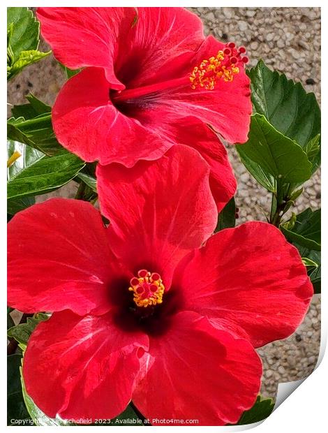Hibiscus  Print by Les Schofield