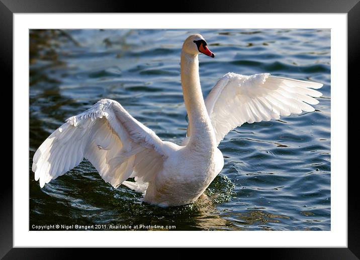 Mute Swan Framed Mounted Print by Nigel Bangert