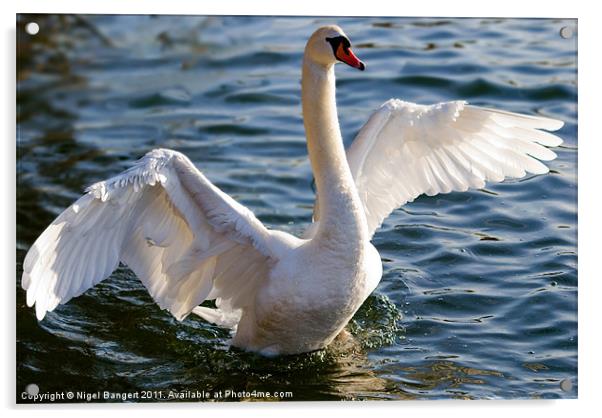 Mute Swan Acrylic by Nigel Bangert