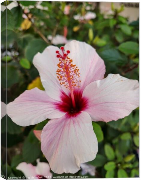 Pink hibiscus flower  Canvas Print by Les Schofield