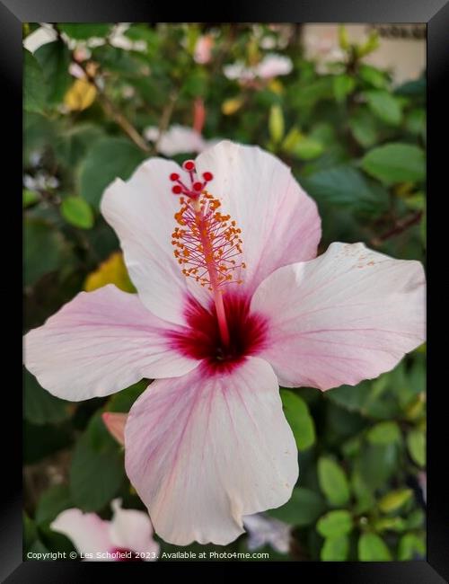 Pink hibiscus flower  Framed Print by Les Schofield