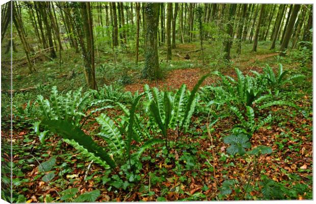 Harts Tongue Fern Leaves Fforest Fawr Cardiff Octo Canvas Print by Nick Jenkins