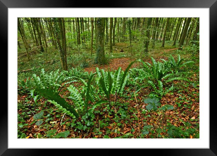 Harts Tongue Fern Leaves Fforest Fawr Cardiff Octo Framed Mounted Print by Nick Jenkins