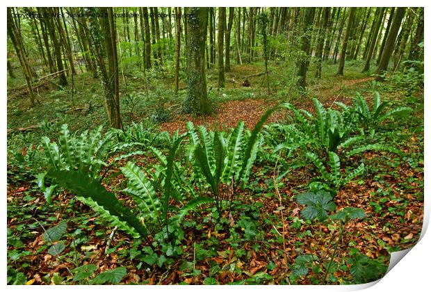 Harts Tongue Fern Leaves Fforest Fawr Cardiff Octo Print by Nick Jenkins