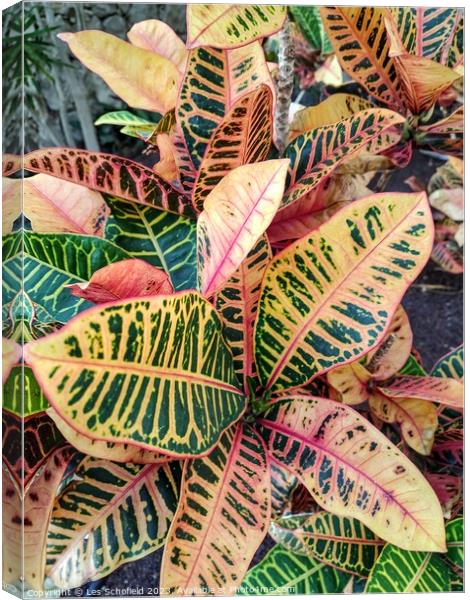 Croton plant  Canvas Print by Les Schofield