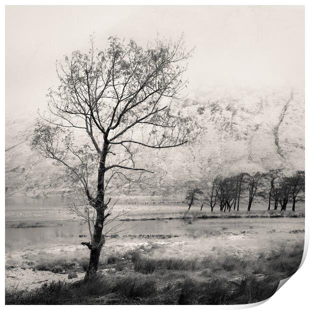 Loch Etive Tree Print by Dave Bowman