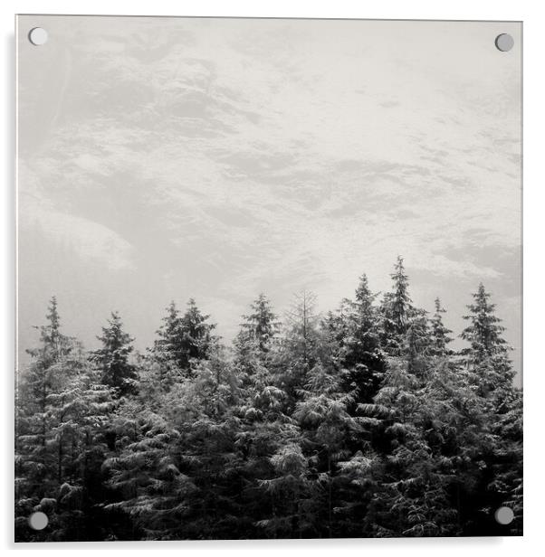 Snowcapped Firs Acrylic by Dave Bowman