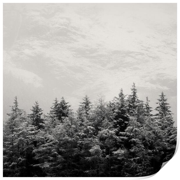 Snowcapped Firs Print by Dave Bowman
