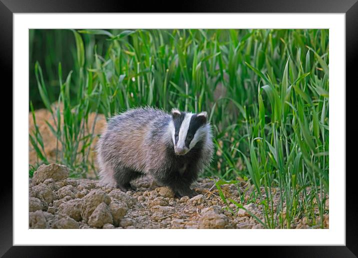 Young European Badger Framed Mounted Print by Arterra 