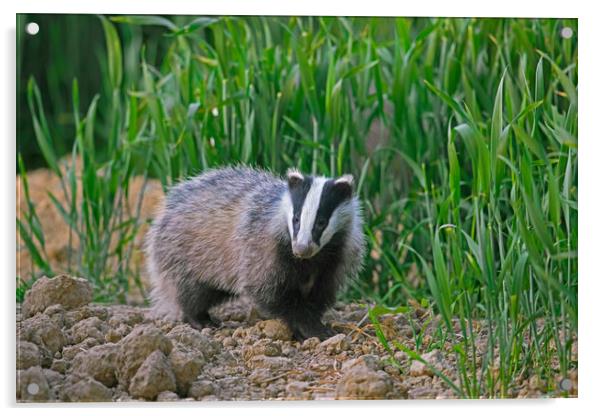 Young European Badger Acrylic by Arterra 