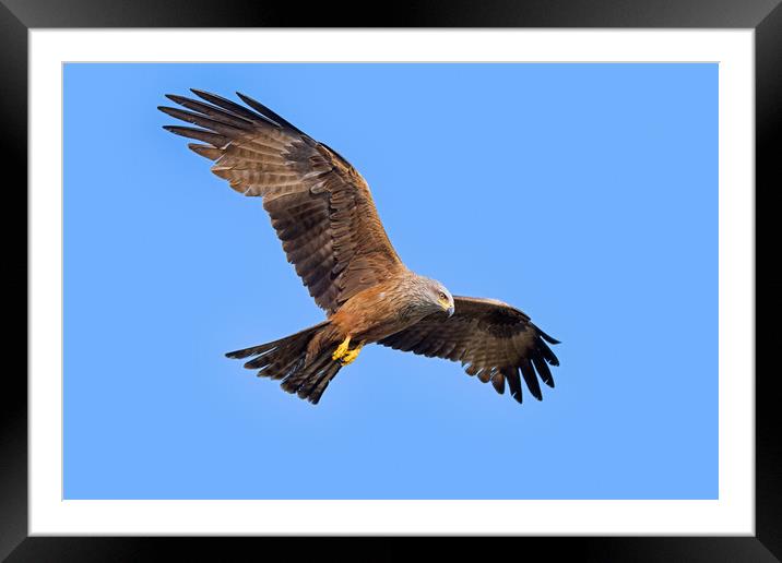 Soaring Black Kite Framed Mounted Print by Arterra 