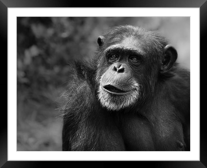 Portrait of a Chimpanzee Framed Mounted Print by Celtic Origins