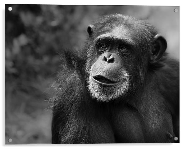 Portrait of a Chimpanzee Acrylic by Celtic Origins