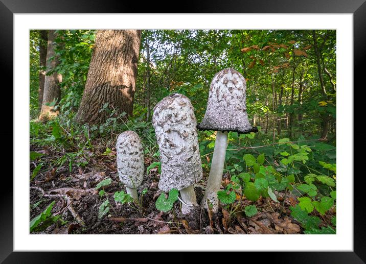 Shaggy Ink Cap Mushrooms in Woodland Framed Mounted Print by Arterra 